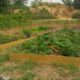 Mableton Community Garden is Ready for a New Season
